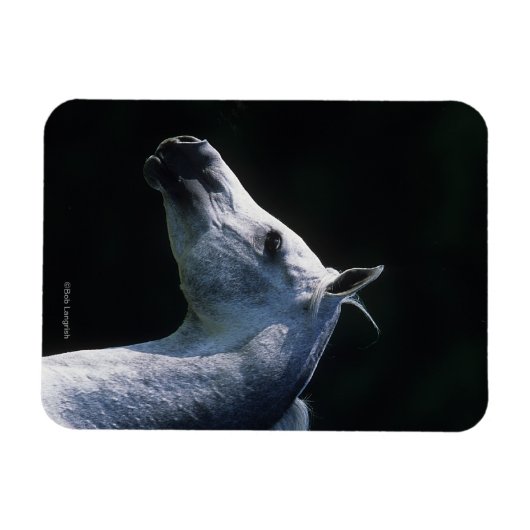 Arab Horse Headshot 2 Magneet (Horizontaal)