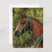 Arab Horse Headshot met bridle Briefkaart (Voorkant / Achterkant)