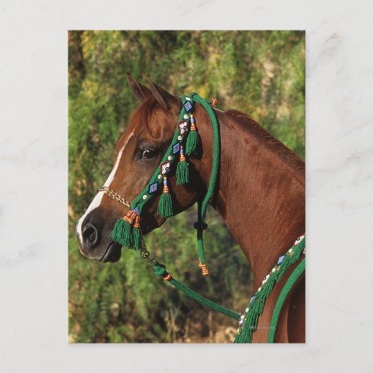 Arab Horse Headshot met bridle Briefkaart (Voorkant)