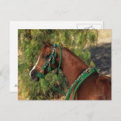 Arab Horse Headshot met bridle Briefkaart (Voorkant / Achterkant)