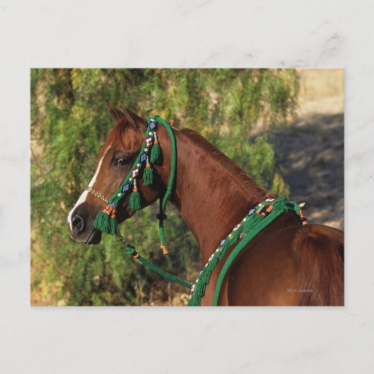 Arab Horse Headshot met bridle Briefkaart (Voorkant)