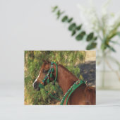 Arab Horse Headshot met bridle Briefkaart (Staand voorkant)