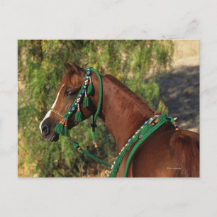 Arab Horse Headshot met bridle Briefkaart