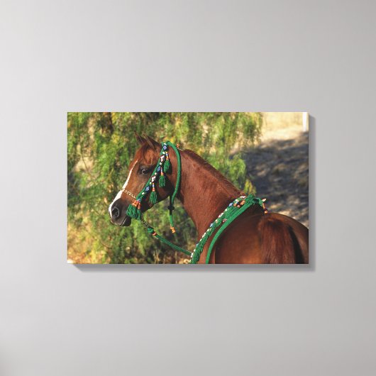 Arab Horse Headshot met bridle Canvas Afdruk (Voorkant)