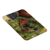 Arab Horse Headshot met bridle Magneet (Rechterzijde)