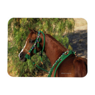 Arab Horse Headshot met bridle Magneet