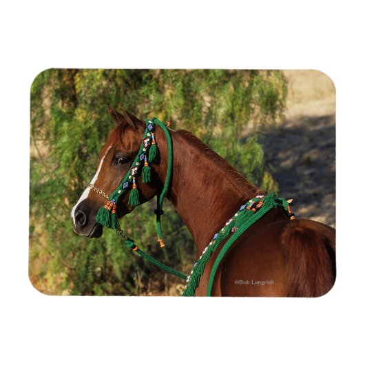 Arab Horse Headshot met bridle Magneet (Horizontaal)
