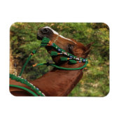 Arab Horse Headshot met bridle Magneet (Horizontaal)