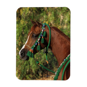 Arab Horse Headshot met bridle Magneet