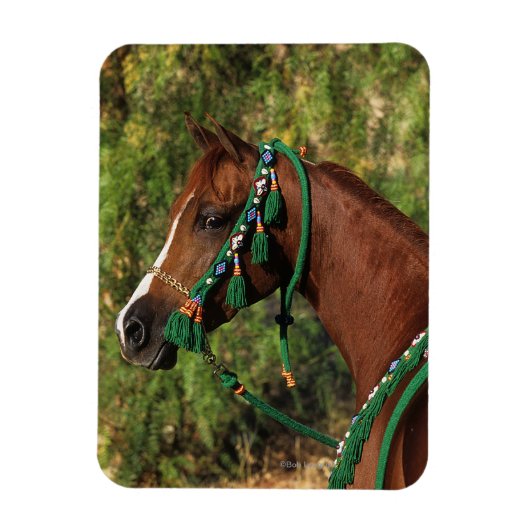 Arab Horse Headshot met bridle Magneet (Verticaal)
