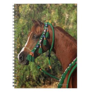 Arab Horse Headshot met bridle Notitieboek