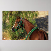 Arab Horse Headshot met bridle Poster (Voorkant)