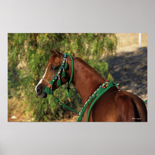 Arab Horse Headshot met bridle Poster
