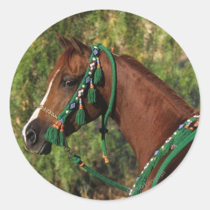 Arab Horse Headshot met bridle Ronde Sticker