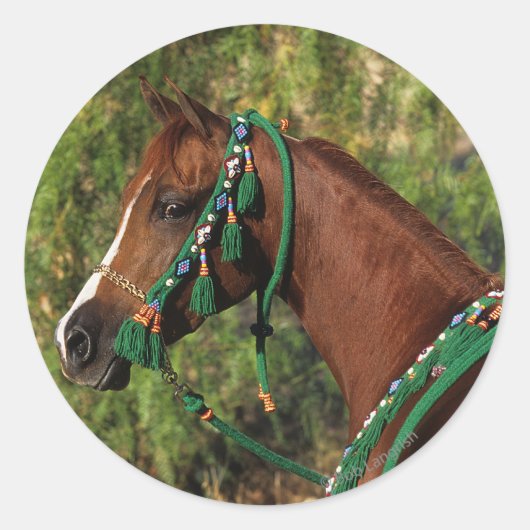 Arab Horse Headshot met bridle Ronde Sticker (Voorkant)