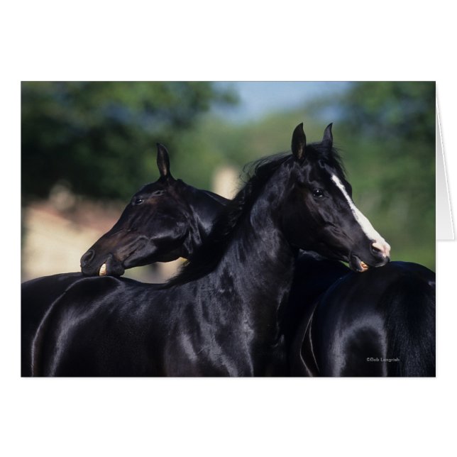 Arab Horse Scratching (Voorkant Horizontaal)