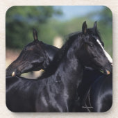 Arab Horse Scratching Bier Onderzetter (Voorkant)