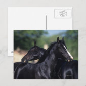 Arab Horse Scratching Briefkaart (Voorkant / Achterkant)