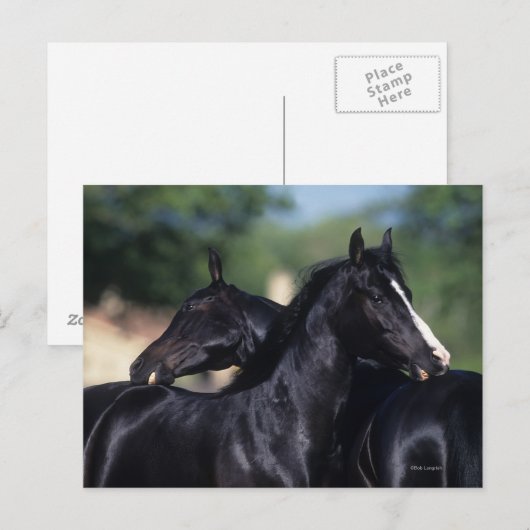 Arab Horse Scratching Briefkaart (Voorkant / Achterkant)