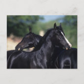 Arab Horse Scratching Briefkaart (Voorkant)