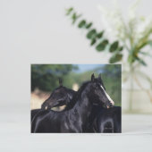 Arab Horse Scratching Briefkaart (Staand voorkant)