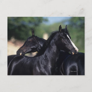 Arab Horse Scratching Briefkaart