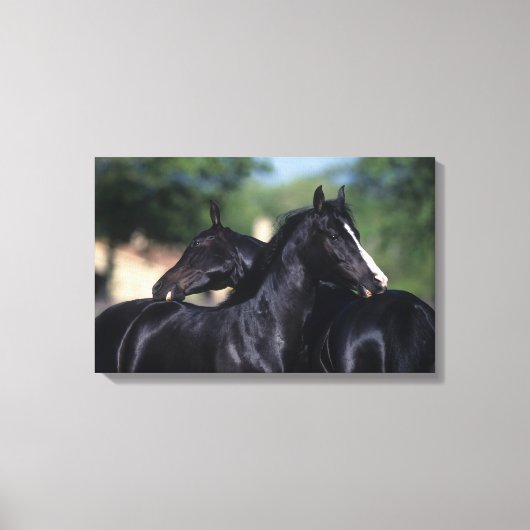 Arab Horse Scratching Canvas Afdruk (Voorkant)
