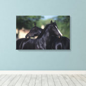 Arab Horse Scratching Canvas Afdruk (Insitu (Houten vloer))