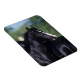 Arab Horse Scratching Magneet (Rechterzijde)