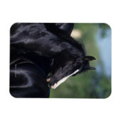 Arab Horse Scratching Magneet (Horizontaal)