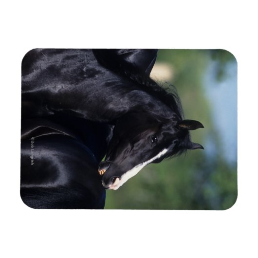 Arab Horse Scratching Magneet (Horizontaal)