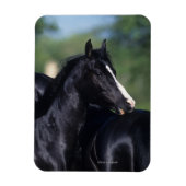 Arab Horse Scratching Magneet (Verticaal)