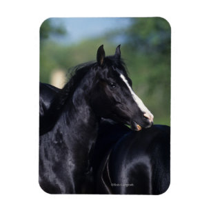 Arab Horse Scratching Magneet