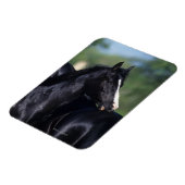 Arab Horse Scratching Magneet (Linkerzijde)