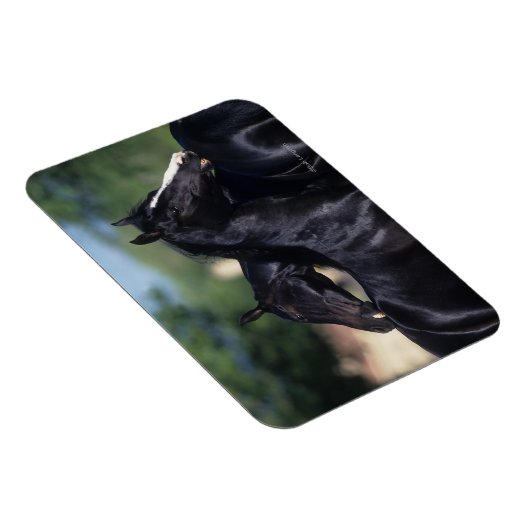 Arab Horse Scratching Magneet (Rechterzijde)