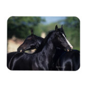 Arab Horse Scratching Magneet (Horizontaal)