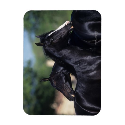 Arab Horse Scratching Magneet (Verticaal)