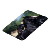 Arab Horse Scratching Magneet (Linkerzijde)