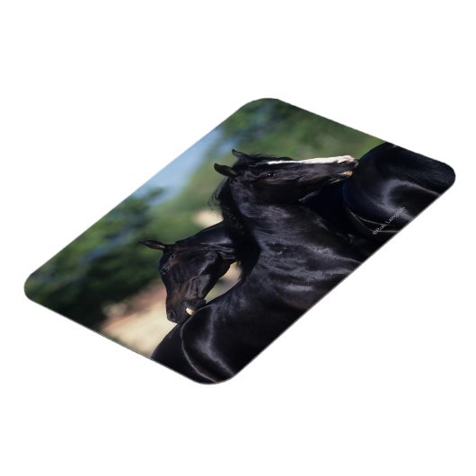 Arab Horse Scratching Magneet (Linkerzijde)