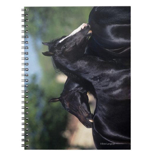 Arab Horse Scratching Notitieboek (Voorkant)