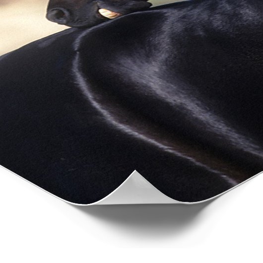 Arab Horse Scratching Poster (Hoek)