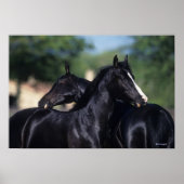 Arab Horse Scratching Poster (Voorkant)
