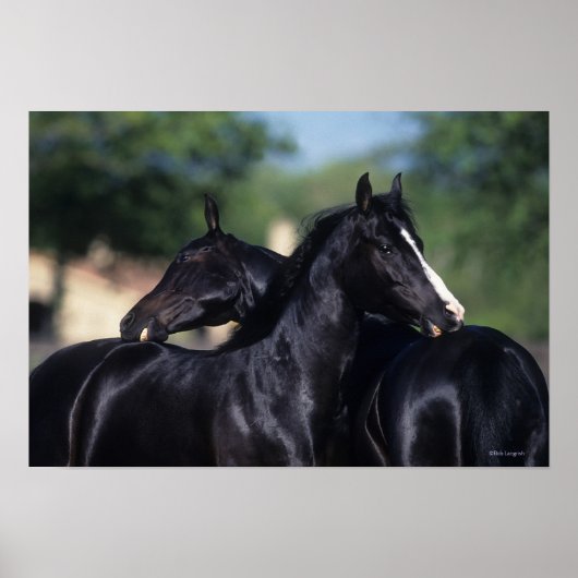 Arab Horse Scratching Poster (Voorkant)