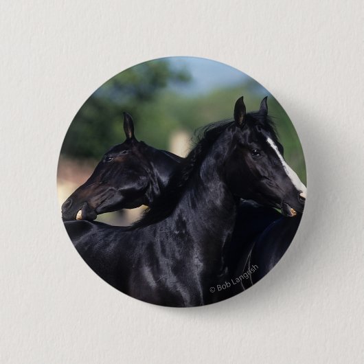 Arab Horse Scratching Ronde Button 5,7 Cm (Voorkant)
