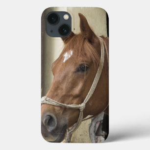 Arab Horses iPhone 13 Hoesje