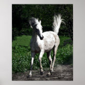 Arab Mare Poster (Voorkant)