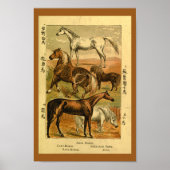 Arab Past Pony Natural History Afdrukken Poster (Voorkant)