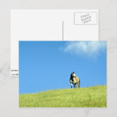 Arabiaanse merrie, Victoria, Australië Briefkaart (Voorkant / Achterkant)