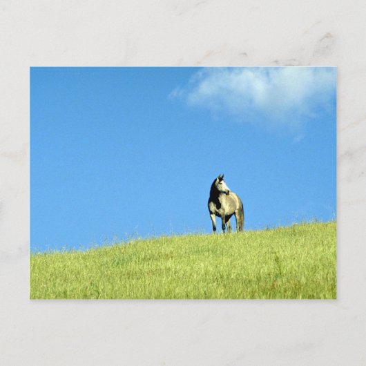 Arabiaanse merrie, Victoria, Australië Briefkaart (Voorkant)