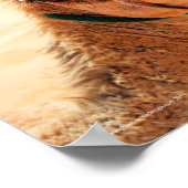 Arabian Dromedary Camel Poster (Hoek)